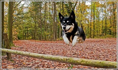 Jumping dog