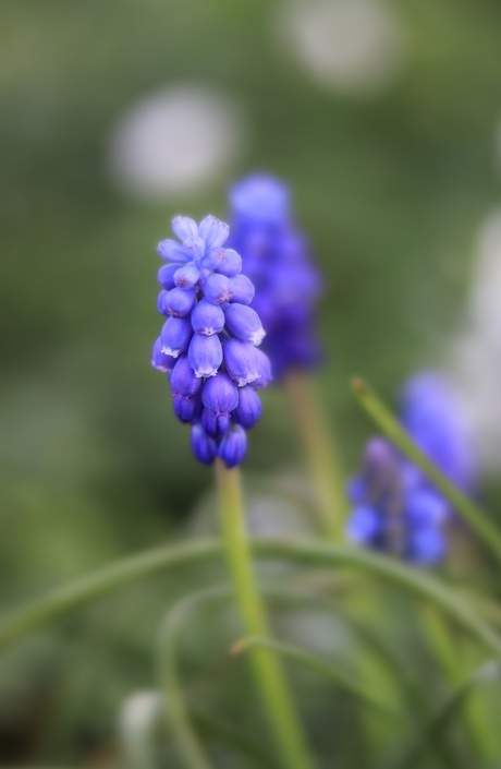 Blauw druifje