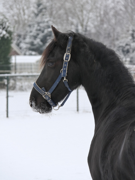 Yvke in de sneeuw