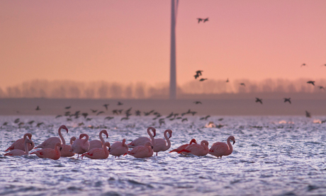 Flamingo's in de Grevelingen