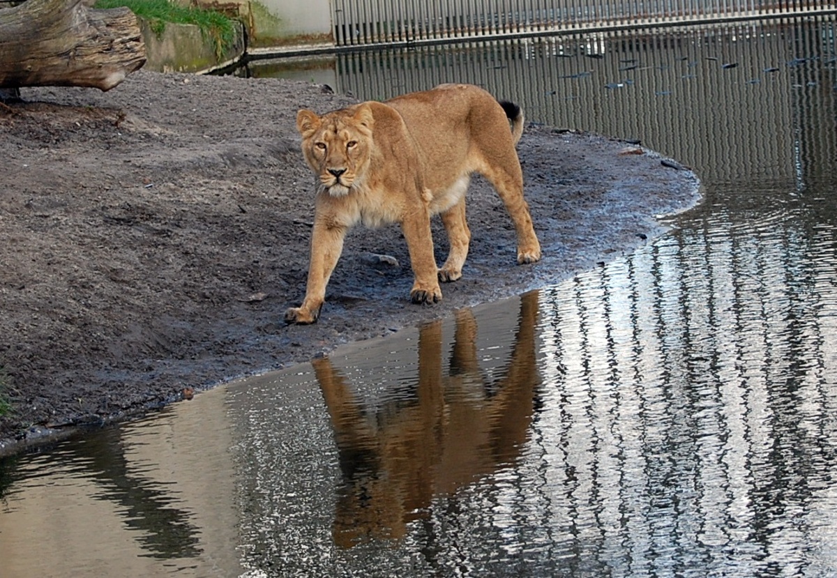 ik loop lekker heen en weer - foto van yvetted_zoom - Dieren - Zoom.nl