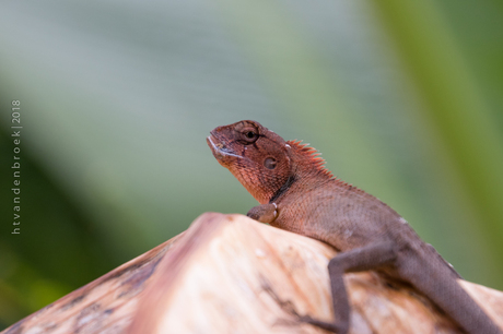 Oriental Garden Lizard