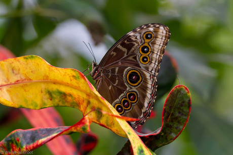 vlinder op blad