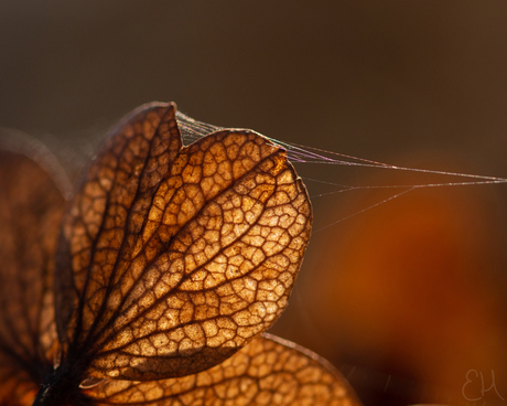 Herfst Hortensia