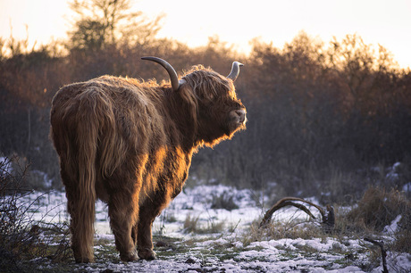 Schotse hooglander in winters landschap