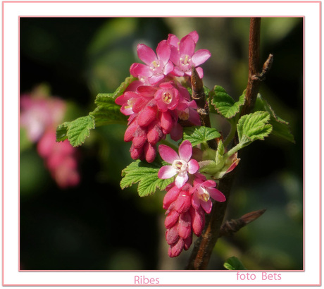 Ribes