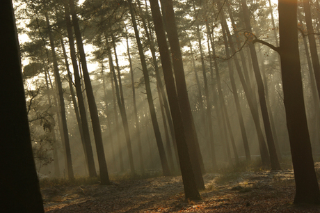 Veluwe op Oudjaarsdag 1