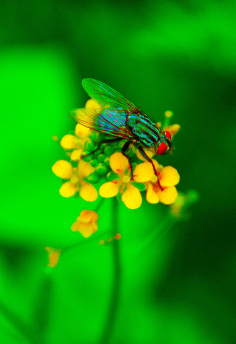 Fly and colors