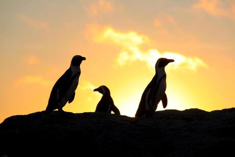 Pinguins in de ochtend