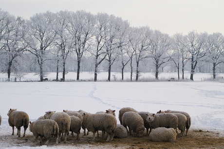 Winterschapen