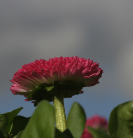 Bellis perennis