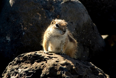 Marmot