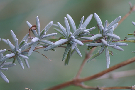 Zelfde kleine plantje