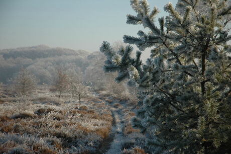 Bevroren landschap