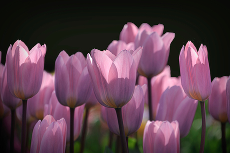 tulpen