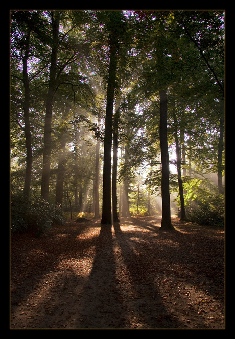 door de bomen...