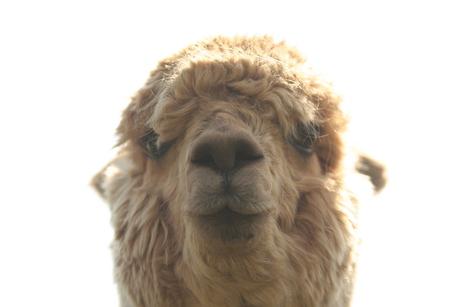 alpaca met tegenlicht
