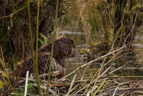 Bever op zijn Burcht kopie 9088