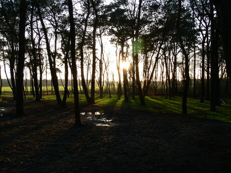 Forest Glory