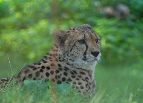 een cheeta