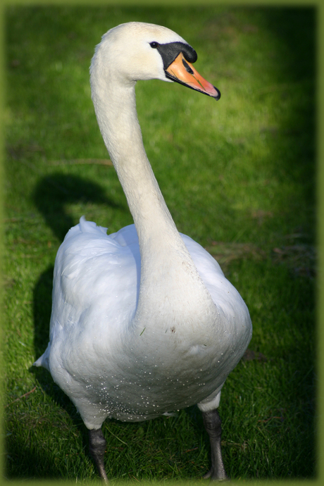 Posing Swan