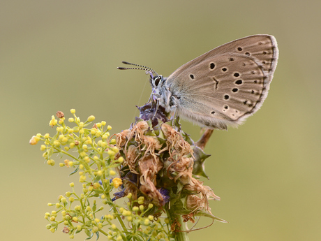 Berggentiaanblauwtje (Phengaris rebeli)