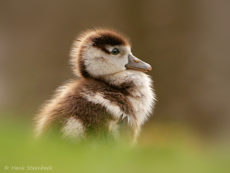 Lente, eerste nijlgans pulletje