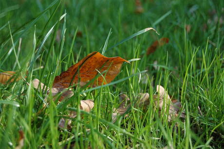 Autumn leaf