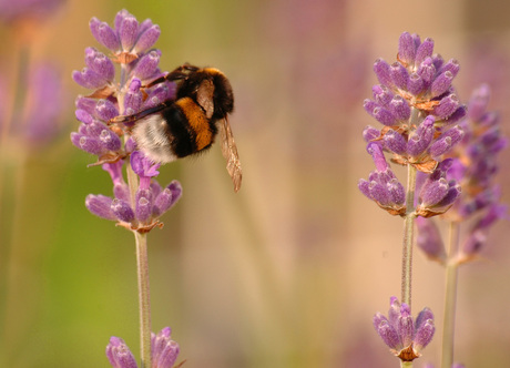 Hommel