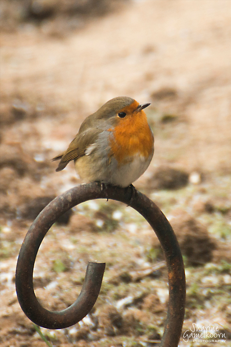 Roodborstje in mijn tuin