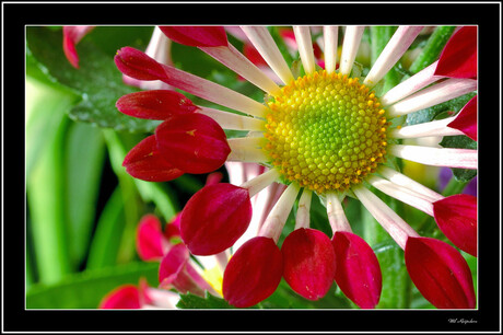 gevangen in een bloem