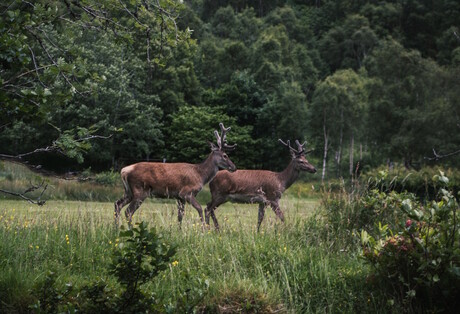 Herten in het wild