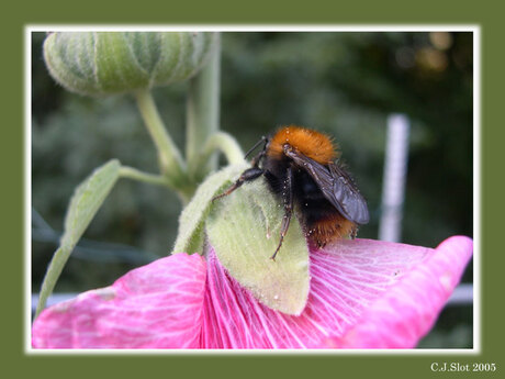 Hommel