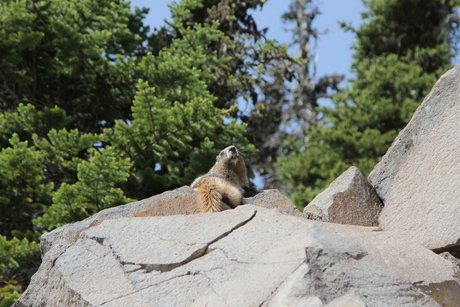 Marmot at Mount Rainier Washington