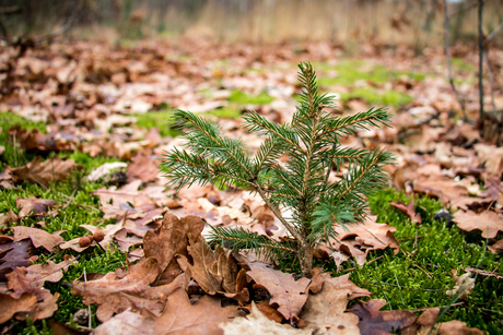 Kerstboom in het wild