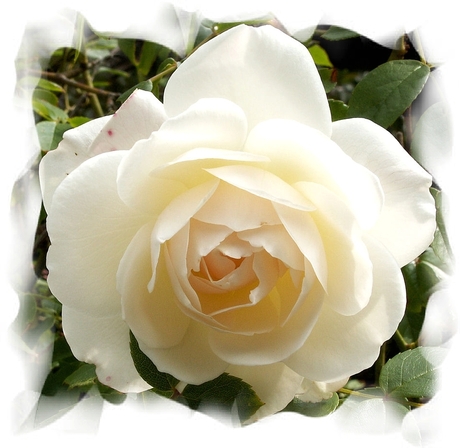 Wit gele roos