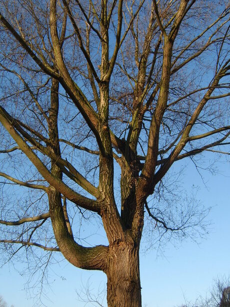 De vele armen van een boom