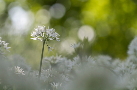 Zoomdag Utrecht Botanische tuin 1