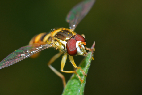 De Zandlanglijf (Sphaerophoria Batava)