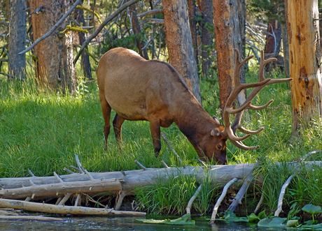 Elk