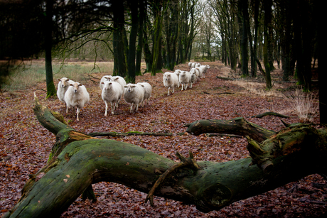 Schapen in colonne