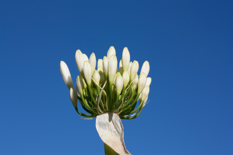 Bloemen op Madeira