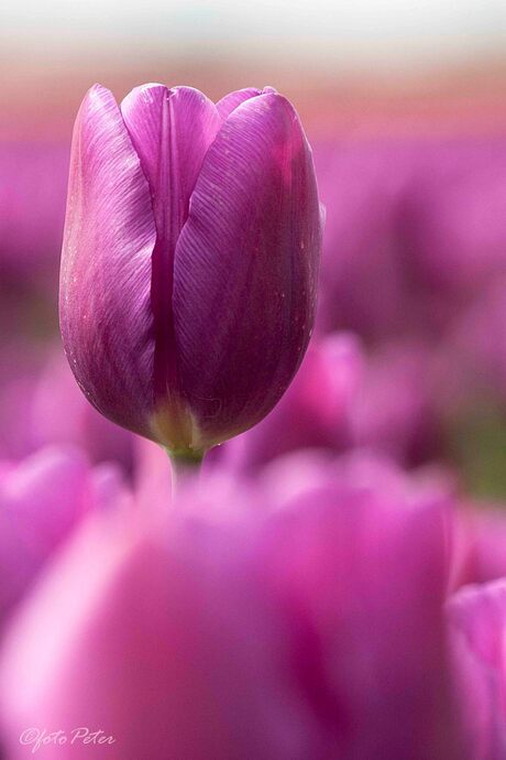 Tulpen 06-FB.jpg