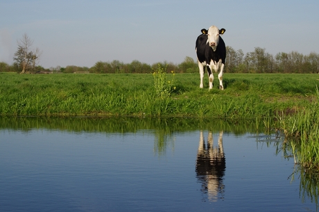 met spiegelbeeld