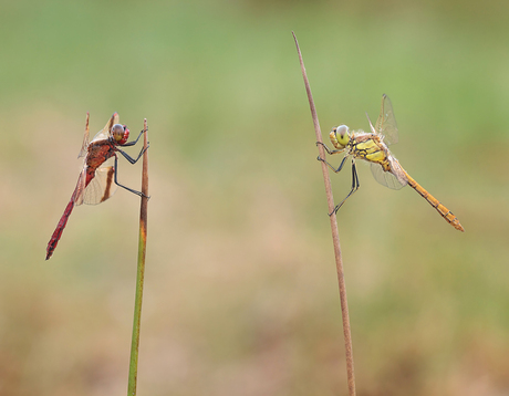 Zeg heb je het al gehoord.....