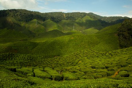 Cameron Highlands, Malaysia