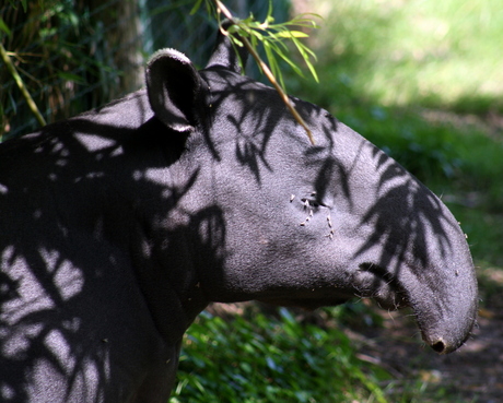 Close-up Tapir