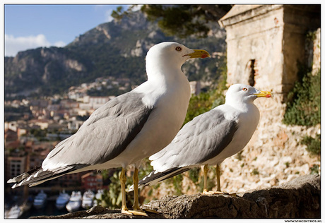 Meeuwtjes achtergrond Monaco.