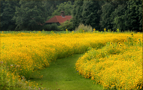 bloemenveld......Nuenen...