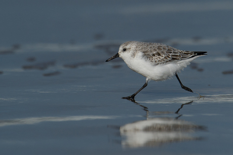 Drieteenstrandloper trekt sprintje